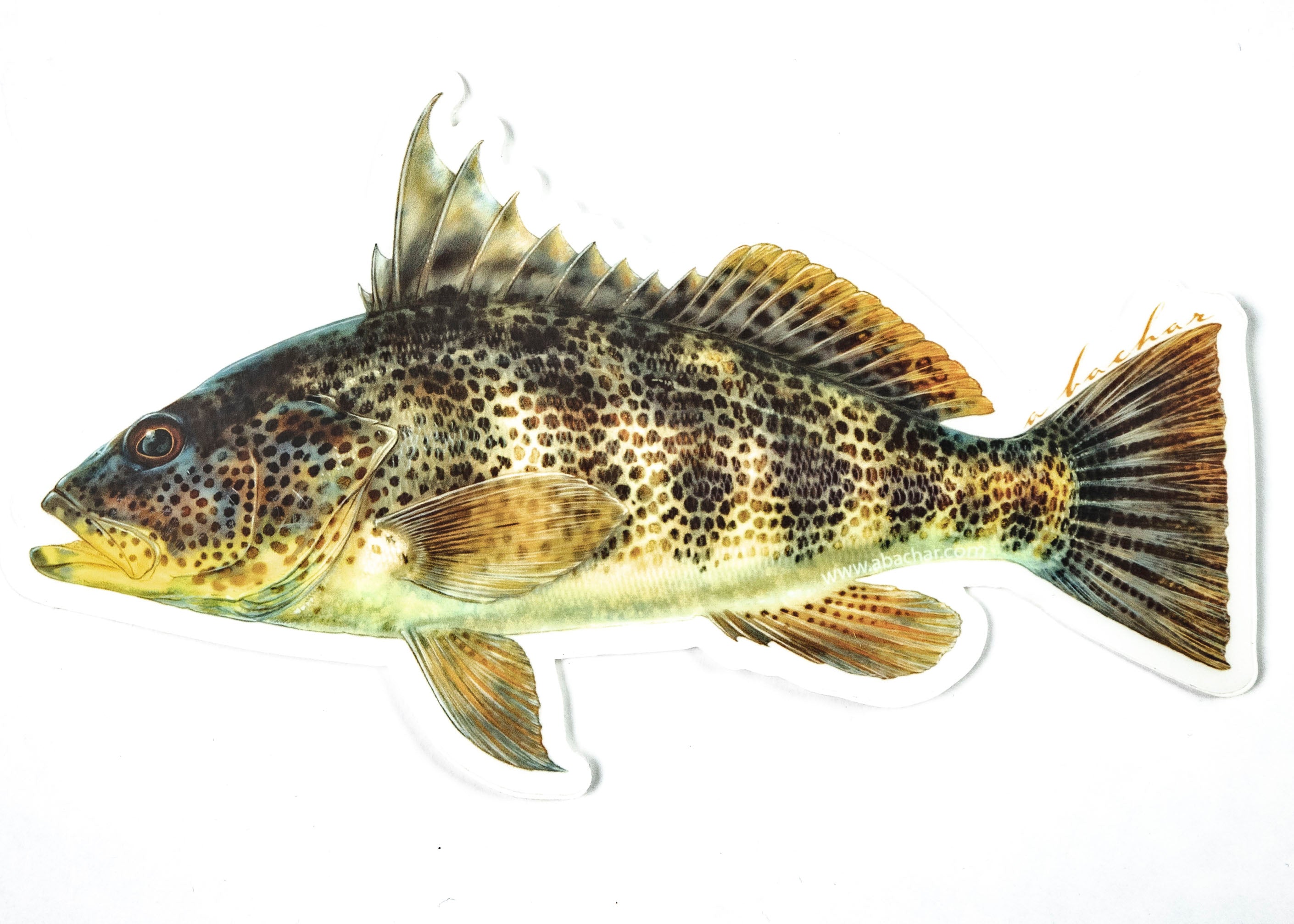 ABACHAR | SPOTTED BAY BASS - 6.5" STICKER