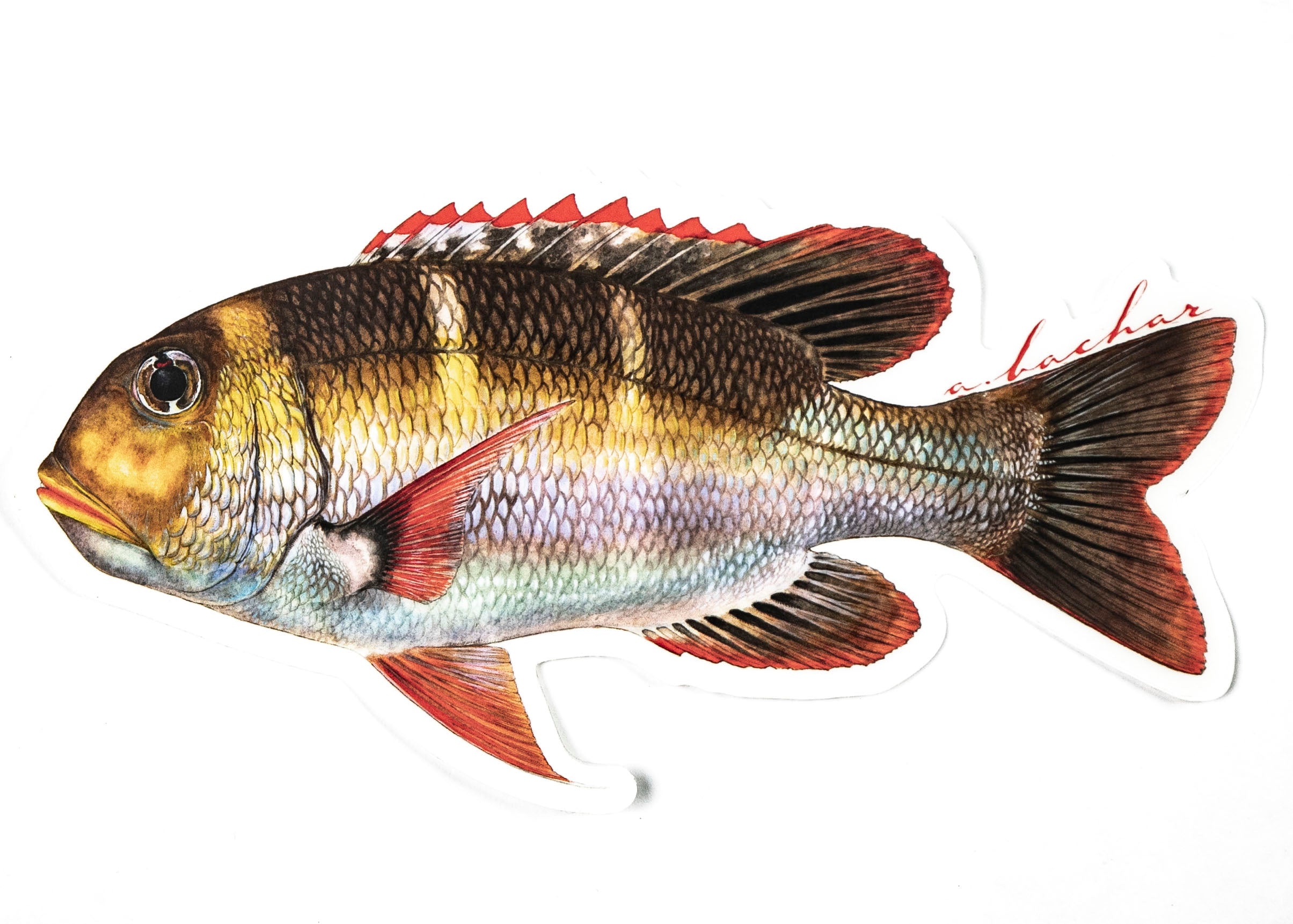 ABACHAR | ULUA "GT" - 8" STICKER